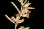 Common wormwood 